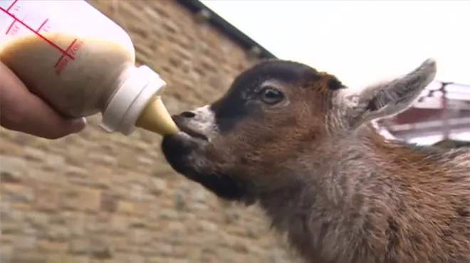 Mignon Benjamin Le Bebe Chevre Nain Va Vous Faire Craquer Video Rtl People