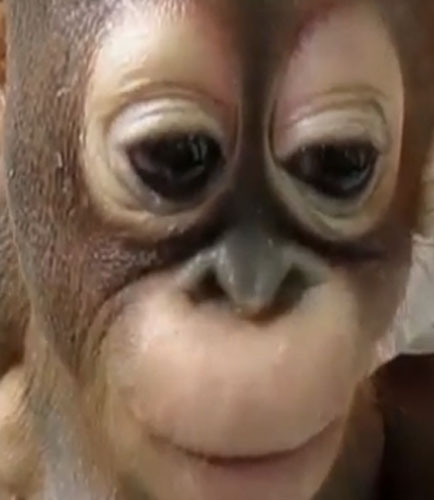 Retenu prisonnier pendant un an dans une cage à poule, ce bébé orang outan réapprend à marcher 