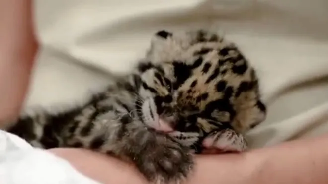 Adorable Un Bebe Leopard S Endort Video Rtl People