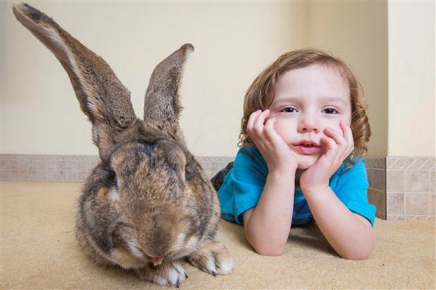 Voici Darius Le Plus Grand Lapin Du Monde Et Son Fils Jeff Pret A Le Depasser Photos Rtl People