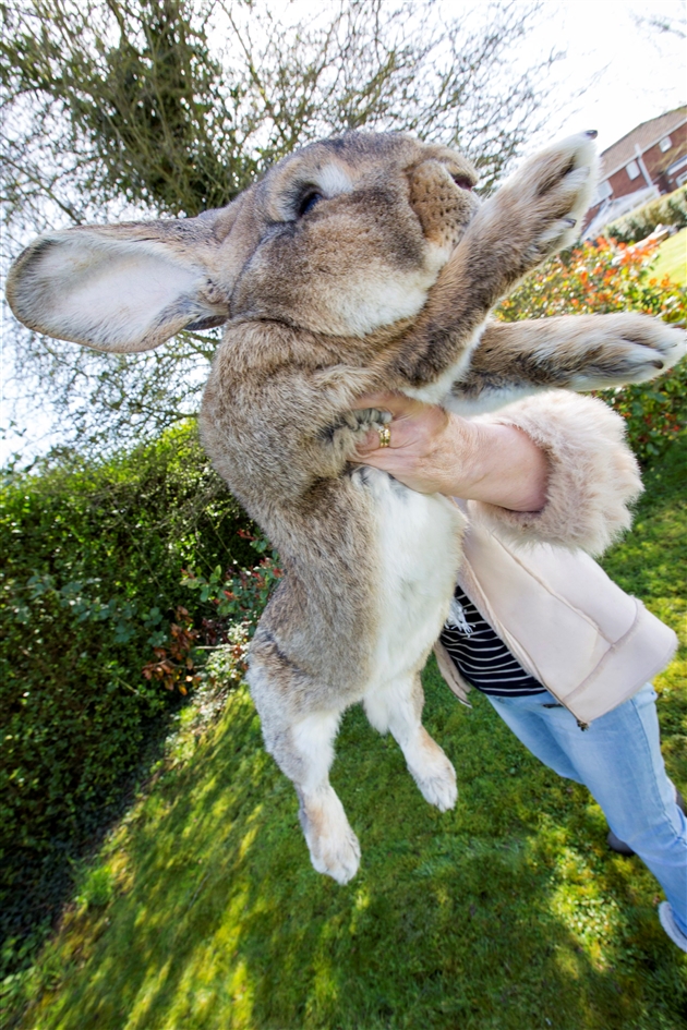 Voici Darius Le Plus Grand Lapin Du Monde Et Son Fils Jeff Pret A Le Depasser Photos Rtl People