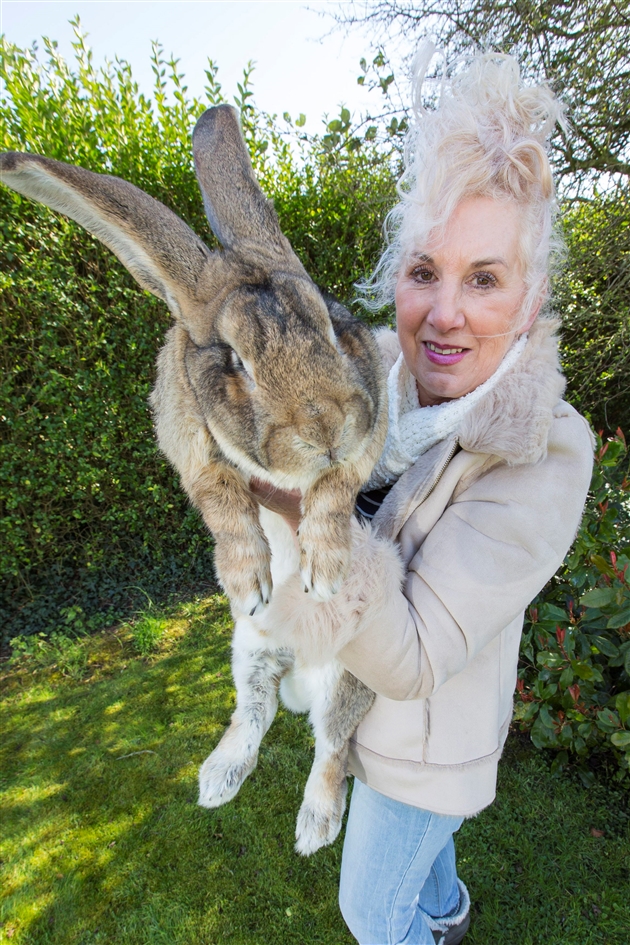 Voici Darius Le Plus Grand Lapin Du Monde Et Son Fils Jeff Pret A Le Depasser Photos Rtl People