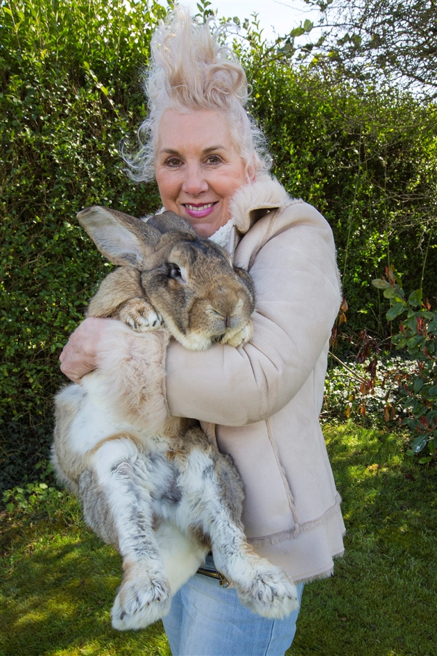 Voici Darius Le Plus Grand Lapin Du Monde Et Son Fils Jeff Pret A Le Depasser Photos Rtl People