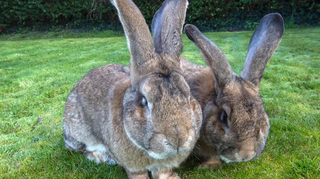 Voici Darius Le Plus Grand Lapin Du Monde Et Son Fils Jeff Pret A Le Depasser Photos Rtl People