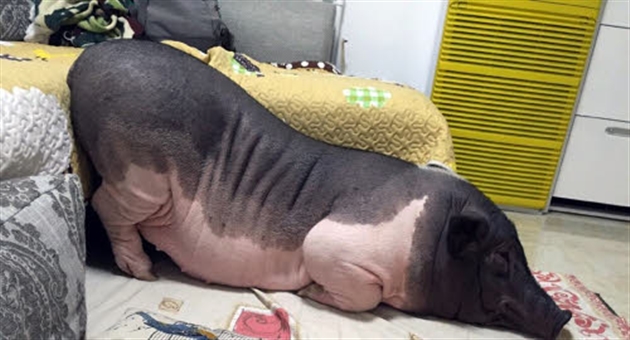 Elle partage son lit avec un cochon de 82kg (photos) - RTL ...
