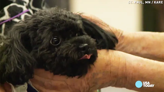 Chaque Jour Ce Petit Chien Travaille Dans Une Maison De