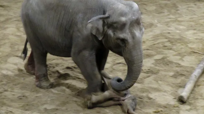 Triste Nouvelle Le Bebe Elephant De Planckendael N A Pas Tenu Rtl Info