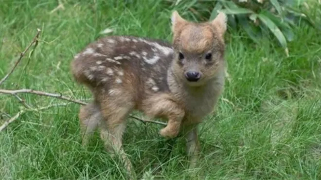 Mini Bambi Voici Le Plus Petit Faon Du Monde Video Rtl People