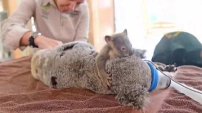 Un Bebe Koala Refuse De Quitter Sa Mere Qui Doit Se Faire Operer Rtl People