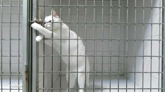 Camera Cachee Ce Chat Reussi A Ouvrir Sa Cage Sans Trop De Difficultes Video Rtl People