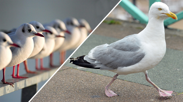 Les Oiseaux Qui Tuent Des Chiens En Angleterre Et Volent Les Frites Des Enfants A La Cote Belge Ne Sont Pas Des Mouettes Rtl Info