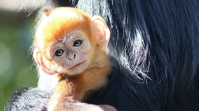 Ce Petit Singe Roux Est Rarissime Pourquoi N A T Il Pas La Couleur Noire De Sa Maman Photos Et Video Rtl Info