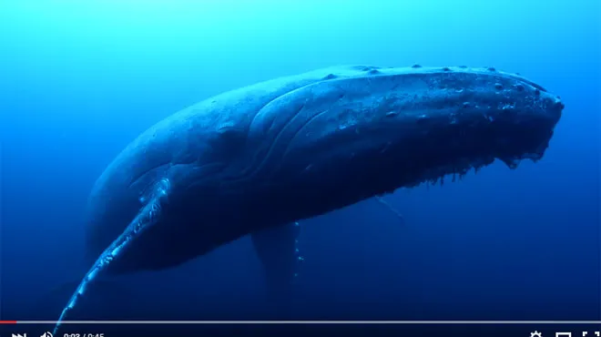 Cette Baleine A Bosse Est Inconsolable Apres La Mort De Son Bebe Video Rtl People