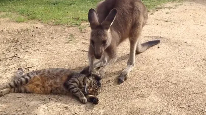 Trop Mignon Ce Petit Kangourou Veut Jouer Avec Ce Chat Le Resultat Est Adorable Video Rtl People