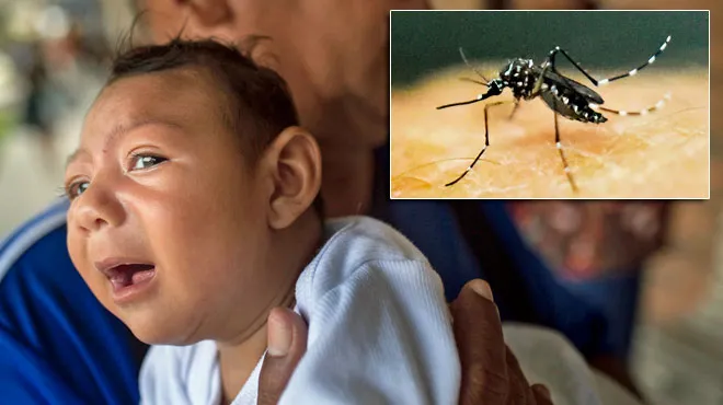 Des Cas De Virus Zika Sans Traitement Connu Et Lie A La Naissance De Bebes Microcephales Detectes En Europe Rtl Info