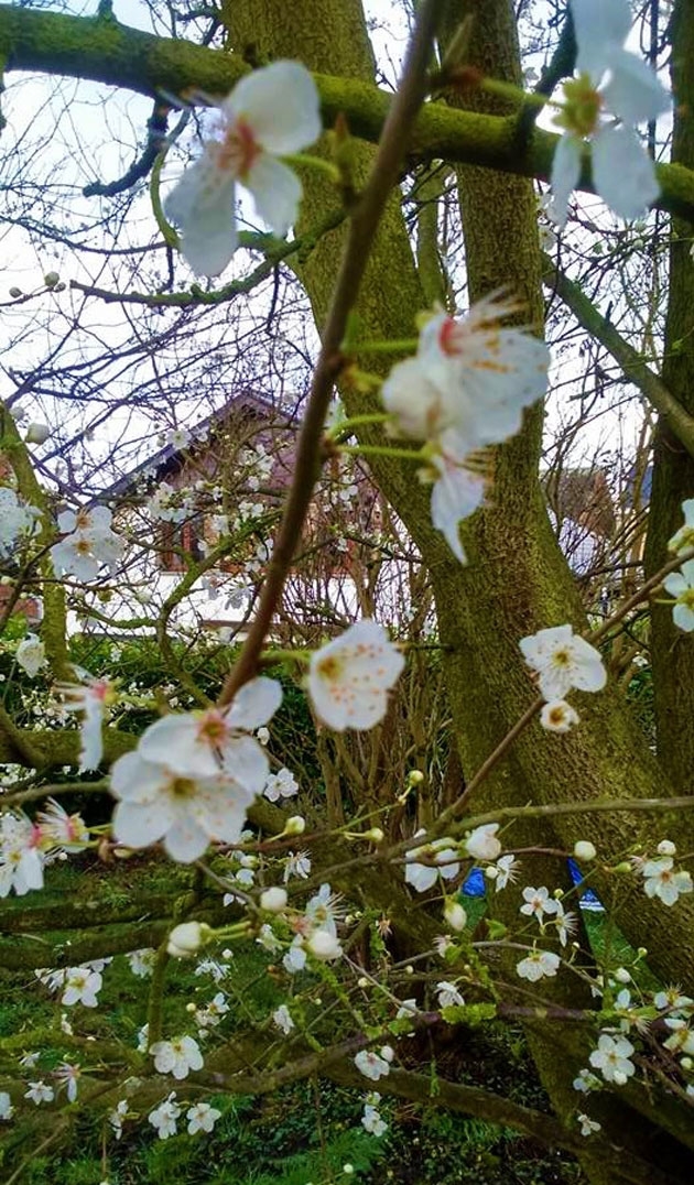 Verano Sétonne De Voir Ses Arbres Fleurir En Février Je N