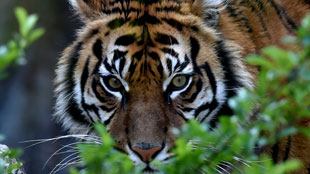Afrique du Sud: un enfant français de 10 ans blessé par un tigre