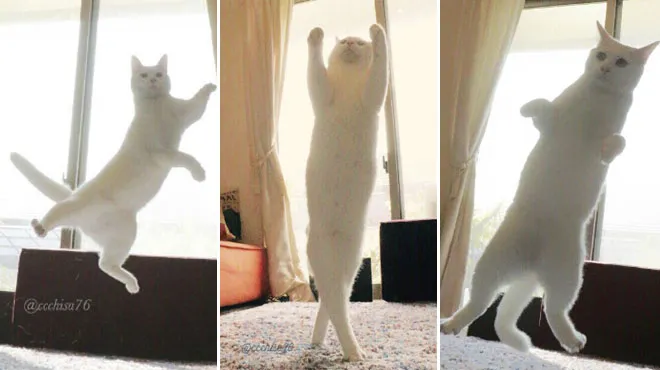 Ce Chat Se Prend Pour Une Danseuse Etoile Et C Est Trop Drole Photos Rtl People