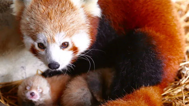 Avez Vous Deja Vu Des Bebes Aussi Mignons Deux Pandas Roux Sont Nes A Pairi Daiza Photos Rtl Info