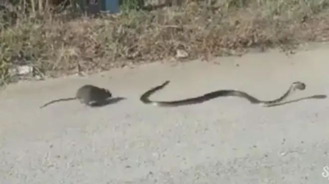 Pour Sauver Son Bebe Ce Rat S Attaque Violemment A Un Serpent Video Rtl People