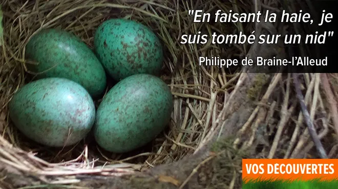 Philippe A Trouvé Ces Beaux œufs Tachetés Dans Son Jardin