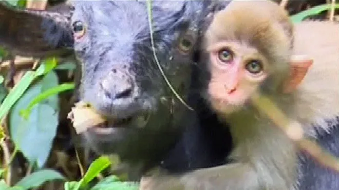 Trop Mignon Un Singe Sur Le Dos D Une Chevre Video Rtl Info