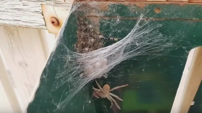 horrible decouverte elle tombe sur une enorme araignee et ses centaines de bebes dans sa boite aux lettres videos rtl people