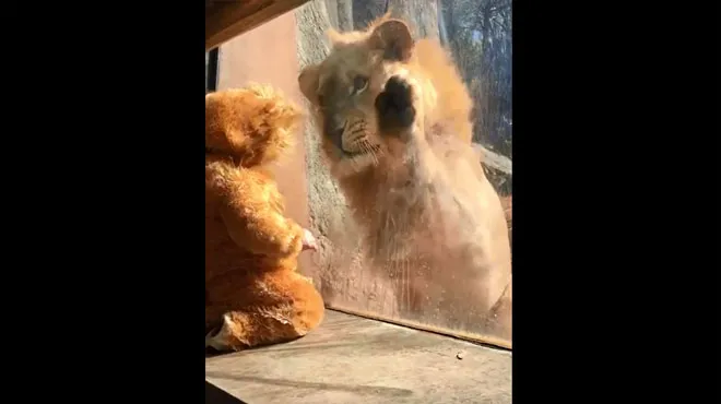 Magique La Rencontre Trop Mignonne Entre Un Lion Et Un Bebe Video Rtl People