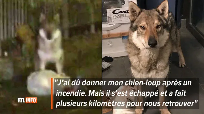 Un Loup Dans Le Borinage Face à Notre Article Nicolas