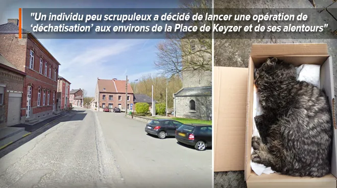 Suspicions D Empoisonnement De Chats A Cambron Casteau Cet Individu Doit Cesser Cette Tuerie Rtl Info