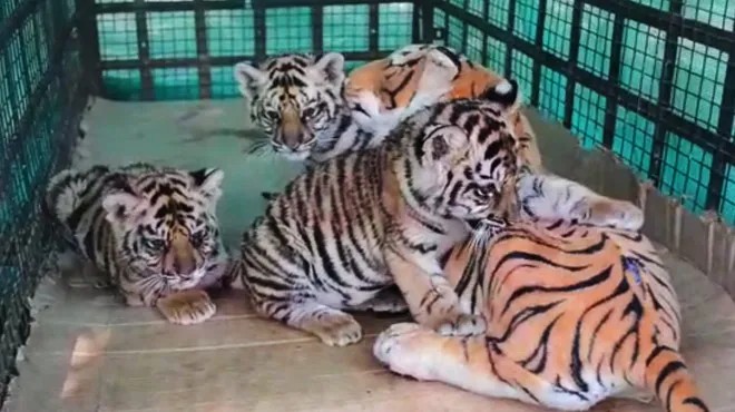 Un Jouet Pour Remplacer Une Maman La Trouvaille D Un Zoo Indien Pour Sauver Trois Bebes Tigres Rtl Info