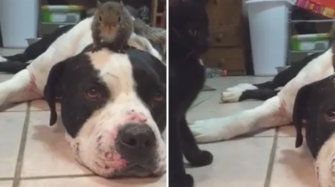 Un Chien Au Grand Cœur Protege Un Ecureuil Attaque Par Un Chat Video Rtl People