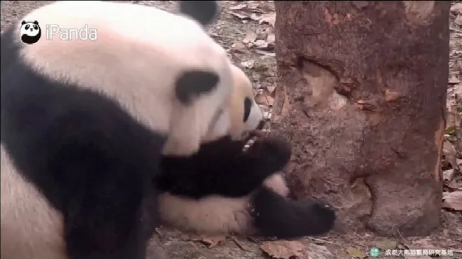 Trop Mignon Une Maman Panda Joue Avec Son Bebe Video Rtl Info