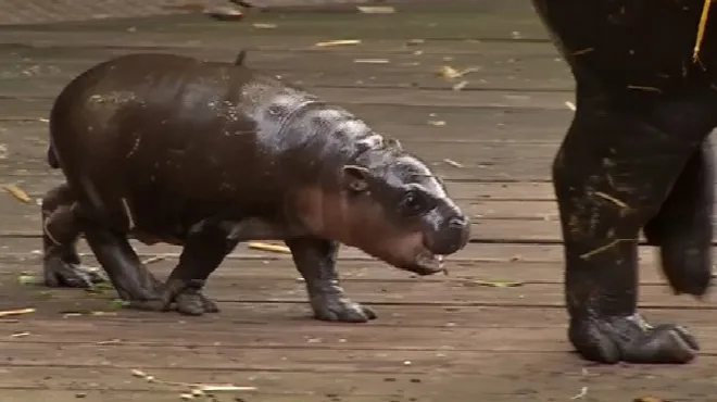 Vous Allez Craquer Ce Bebe Hippo S Eclate Dans L Eau Avec Sa Maman Video Rtl Info