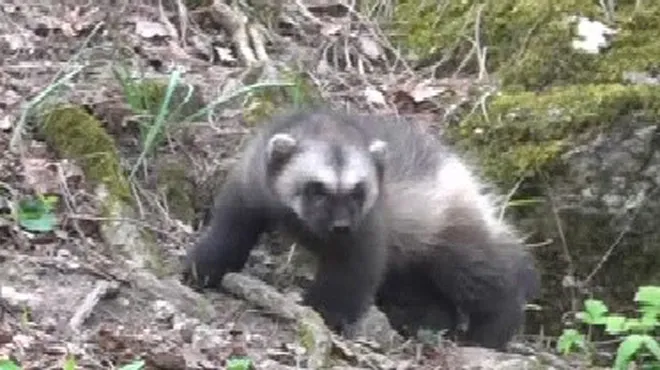 Un Glouton Le Plus Mignon Des Animaux Feroces Est Ne En Belgique Cela N Etait Plus Arrive Depuis La Prehistoire Video Rtl Info