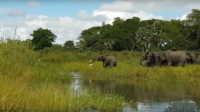 Un Crocodile Attaque Un Bebe Elephant Le Troupeau Prend Peur Puis Replique Video Rtl People