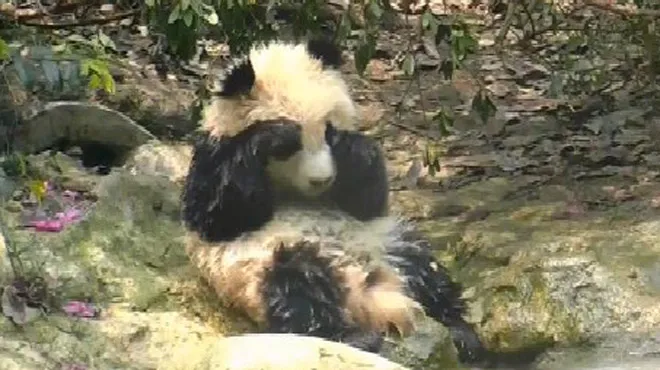 Trop Mignon Ces Bebes Pandas Prennent Leur Douche Video Rtl People