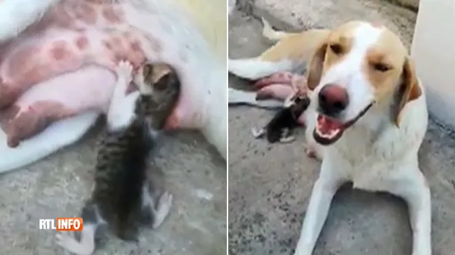 Scène Incroyable Cette Chienne Allaite Un Chaton Abandonné