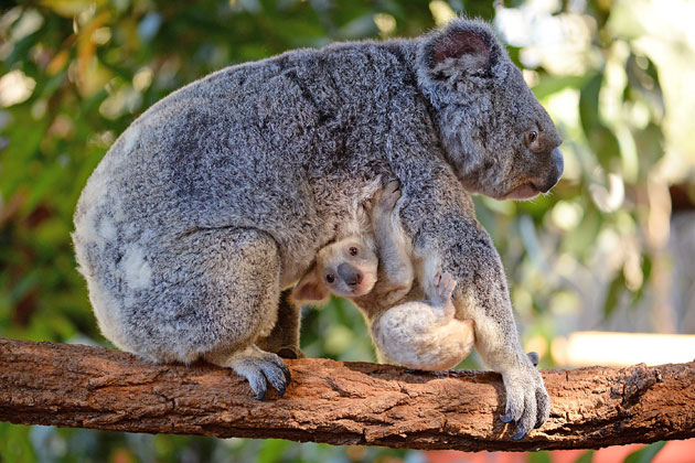 Votre Cœur Va Fondre Un Koala Blanc Tres Rare Est Sorti De La Poche De Sa Maman Photos Rtl People