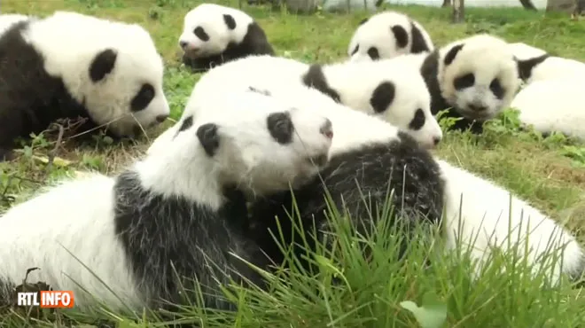 Trop Mignon 36 Bebes Pandas Nes Cette Annee Presentes Pour La Premiere Fois Au Public Video Rtl Info