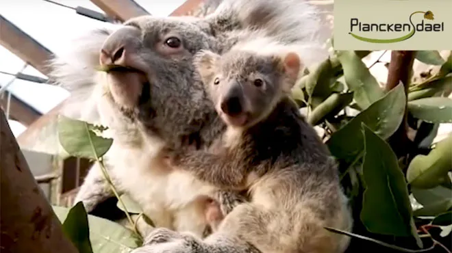 Heureux Evenement A Planckendael Le Bebe Koala Est Enfin Sorti De Sa Poche Video Rtl Info