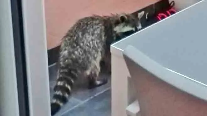 Il Decouvre Un Raton Laveur Dans Sa Veranda Dans La Region De Virton Il Etait En Train De Manger La Nourriture De Mes Chats Rtl Info