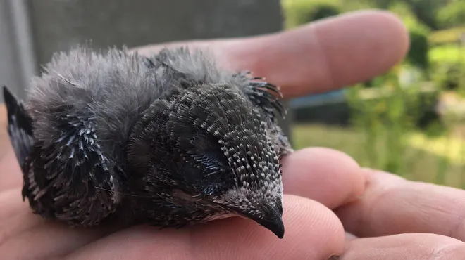 Il Ne Ressemble Pas Aux Oiseaux Du Quartier Un Habitant