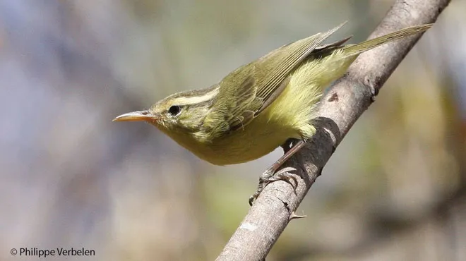 Un Belge A Découvert Une Nouvelle Espèce Doiseau Le Bec