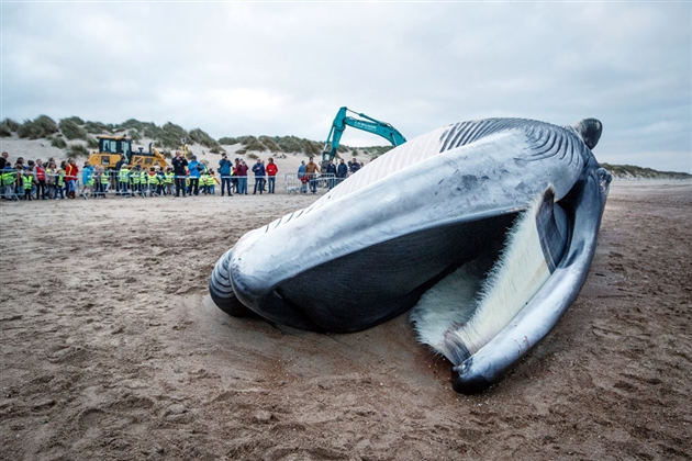 Photos Un Rorqual De 18 Mètres Et 35 Tonnes Sest échoué - 