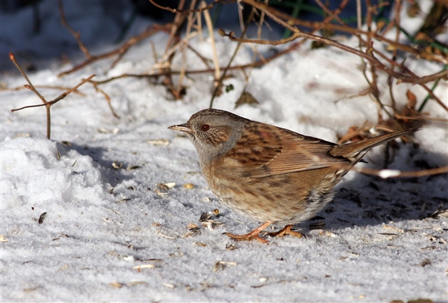 Les Oiseaux Des Jardins Se Portent Mal Voici Les Espèces En