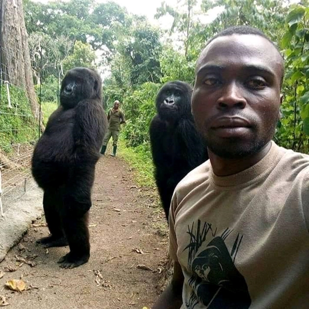 RDC : Ce selfie de gorilles avec des agents de lutte contre le braconnage affole la toile (photo)