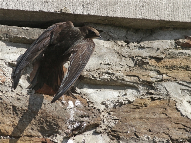 Ils Mangent Boivent S Accouplent Et Dorment En Volant Ces Oiseaux Fascinants Sont Menaces Rtl Info