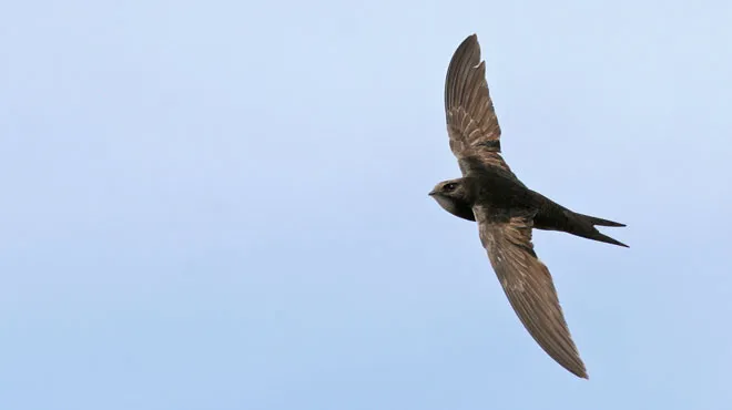 Ils Mangent Boivent Saccouplent Et Dorment En Volant Ces