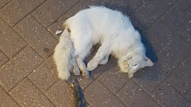 Le Frere De Celia A Retrouve Un Chat Tabasse A Mort Dans Un Parc De Charleroi Si Vos Animaux Sortent Dans Cette Zone Faites Attention A Eux Rtl Info